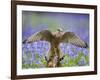 Kestrel Female Landing on Stump in Bluebell Wood-null-Framed Photographic Print