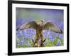 Kestrel Female Landing on Stump in Bluebell Wood-null-Framed Photographic Print