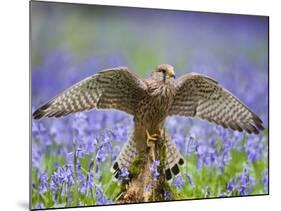 Kestrel Female Landing on Stump in Bluebell Wood-null-Mounted Photographic Print