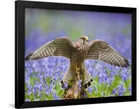 Kestrel Female Landing on Stump in Bluebell Wood-null-Framed Photographic Print