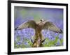 Kestrel Female Landing on Stump in Bluebell Wood-null-Framed Photographic Print