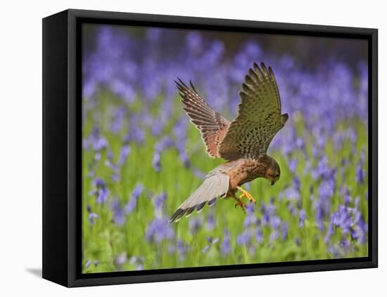 Kestrel Male Hunting in Bluebells-null-Framed Stretched Canvas
