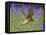 Kestrel Male Hunting in Bluebells-null-Framed Stretched Canvas