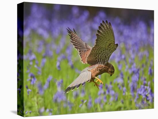 Kestrel Male Hunting in Bluebells-null-Stretched Canvas