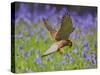 Kestrel Male Hunting in Bluebells-null-Stretched Canvas