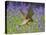 Kestrel Male Hunting in Bluebells-null-Stretched Canvas