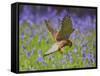 Kestrel Male Hunting in Bluebells-null-Framed Stretched Canvas