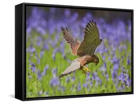 Kestrel Male Hunting in Bluebells-null-Framed Stretched Canvas