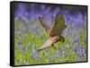 Kestrel Male Hunting in Bluebells-null-Framed Stretched Canvas