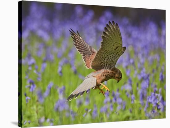 Kestrel Male Hunting in Bluebells-null-Stretched Canvas