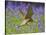 Kestrel Male Hunting in Bluebells-null-Stretched Canvas