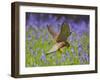 Kestrel Male Hunting in Bluebells-null-Framed Premium Photographic Print