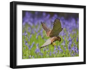 Kestrel Male Hunting in Bluebells-null-Framed Premium Photographic Print