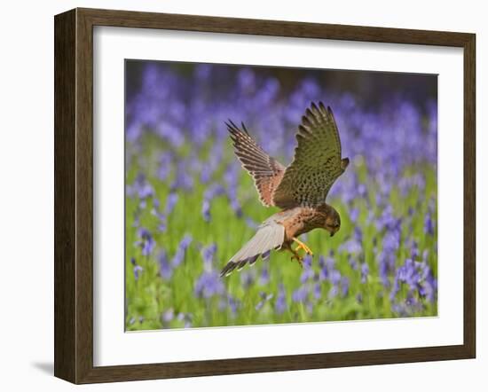 Kestrel Male Hunting in Bluebells-null-Framed Photographic Print