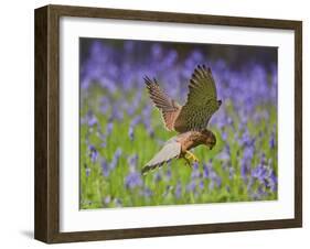 Kestrel Male Hunting in Bluebells-null-Framed Photographic Print