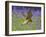 Kestrel Male Hunting in Bluebells-null-Framed Photographic Print