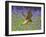 Kestrel Male Hunting in Bluebells-null-Framed Photographic Print