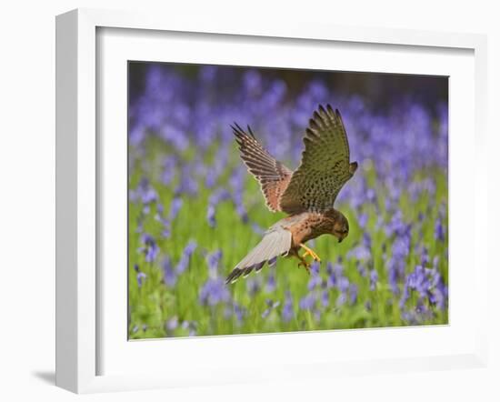 Kestrel Male Hunting in Bluebells-null-Framed Photographic Print