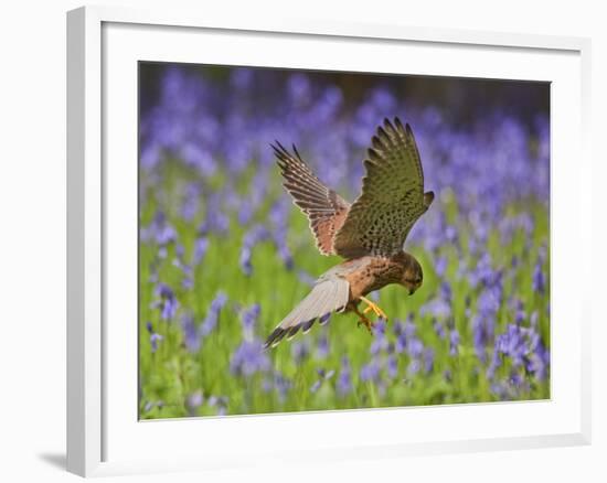 Kestrel Male Hunting in Bluebells-null-Framed Photographic Print