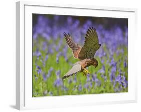 Kestrel Male Hunting in Bluebells-null-Framed Photographic Print