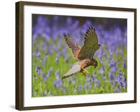 Kestrel Male Hunting in Bluebells-null-Framed Photographic Print