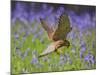 Kestrel Male Hunting in Bluebells-null-Mounted Photographic Print