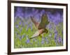 Kestrel Male Hunting in Bluebells-null-Framed Photographic Print