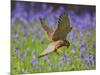 Kestrel Male Hunting in Bluebells-null-Mounted Photographic Print
