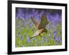 Kestrel Male Hunting in Bluebells-null-Framed Photographic Print