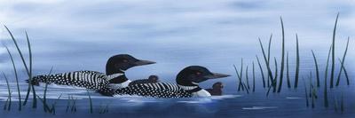 Family of Loons-Kestrel Michaud-Giclee Print