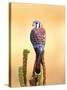 Kestrel, Native to USA and Canada-David Northcott-Stretched Canvas