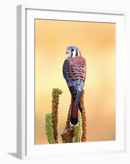 Kestrel, Native to USA and Canada-David Northcott-Framed Photographic Print