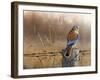 Kestrel’s Post-Richard Clifton-Framed Giclee Print