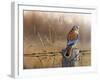 Kestrel’s Post-Richard Clifton-Framed Giclee Print