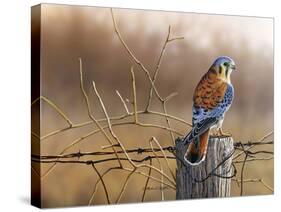 Kestrel’s Post-Richard Clifton-Stretched Canvas