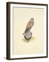 Kestrel-C^T^N^ Ackland-Framed Premium Giclee Print