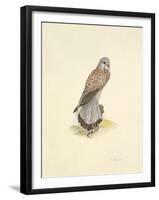 Kestrel-C^T^N^ Ackland-Framed Premium Giclee Print