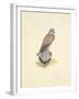 Kestrel-C^T^N^ Ackland-Framed Premium Giclee Print