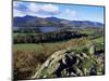 Keswick from Castle Head, Borrowdale, Lake District, Cumbria, England, United Kingdom-Neale Clarke-Mounted Photographic Print