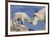 Ketchikan, Alaska - Mountain Goat and Kid-Lantern Press-Framed Art Print