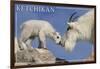 Ketchikan, Alaska - Mountain Goat and Kid-Lantern Press-Framed Art Print