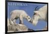 Ketchikan, Alaska - Mountain Goat and Kid-Lantern Press-Framed Art Print