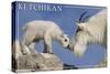 Ketchikan, Alaska - Mountain Goat and Kid-Lantern Press-Stretched Canvas