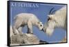 Ketchikan, Alaska - Mountain Goat and Kid-Lantern Press-Framed Stretched Canvas