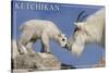 Ketchikan, Alaska - Mountain Goat and Kid-Lantern Press-Stretched Canvas