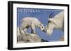 Ketchikan, Alaska - Mountain Goat and Kid-Lantern Press-Framed Art Print