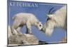 Ketchikan, Alaska - Mountain Goat and Kid-Lantern Press-Mounted Art Print