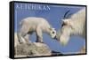 Ketchikan, Alaska - Mountain Goat and Kid-Lantern Press-Framed Stretched Canvas