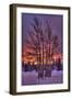 Ketchikan, Alaska - Tree in Snow-Lantern Press-Framed Art Print