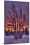 Ketchikan, Alaska - Tree in Snow-Lantern Press-Mounted Art Print